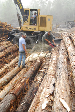 W_-_Timber_-_Deck_hands_at_log_ramp_copy