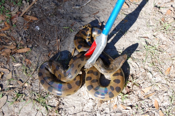 ViperCaseGreenAnaconda