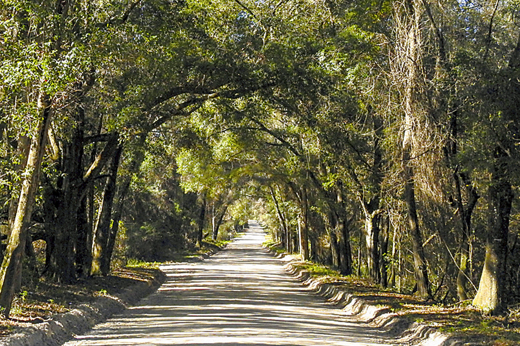 Trees lining Old Bellamy Road provide a dense canopy over the histori highway that runs through Alachua. PHOTO by RAY CARSON/Alachua County Today