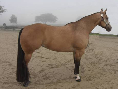 W - Langman horse