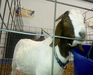W - Goat
