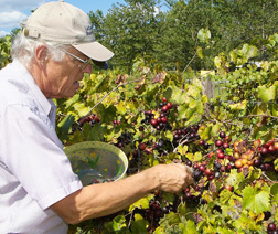 W_-_Grapes_2__DSF2644_copy