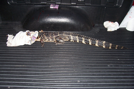 GatorBiteWillms