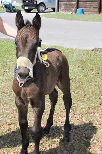IMG_0606_CloanedFoal-393x590