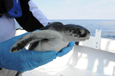 OilSeaTurtles