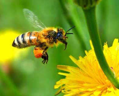 honeybee2