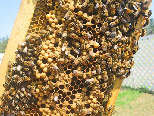 Chappie McChesney displays a small portion of his collection of honey bees