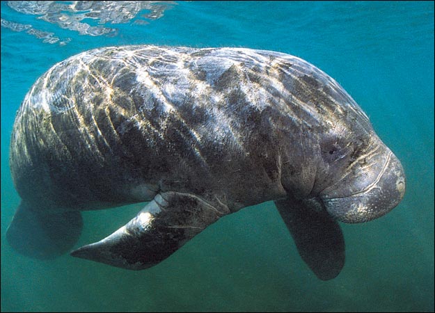 manatee-picture